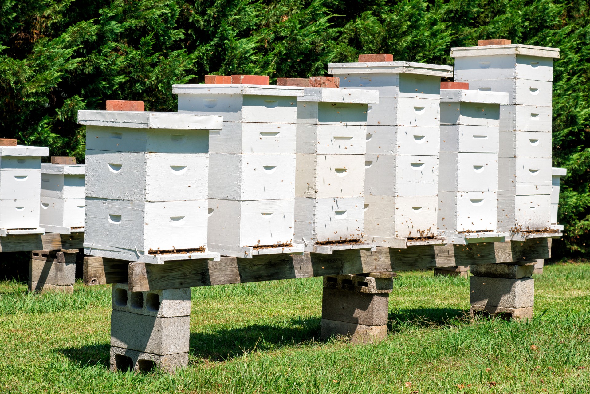 Beehives With Bees